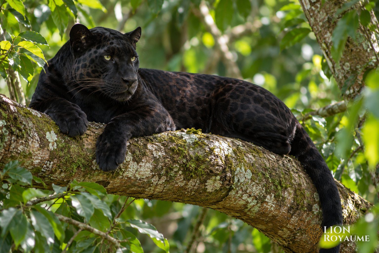 Léopard noir, ou panthère noire, couché sur une branche dans une forêt tropicale