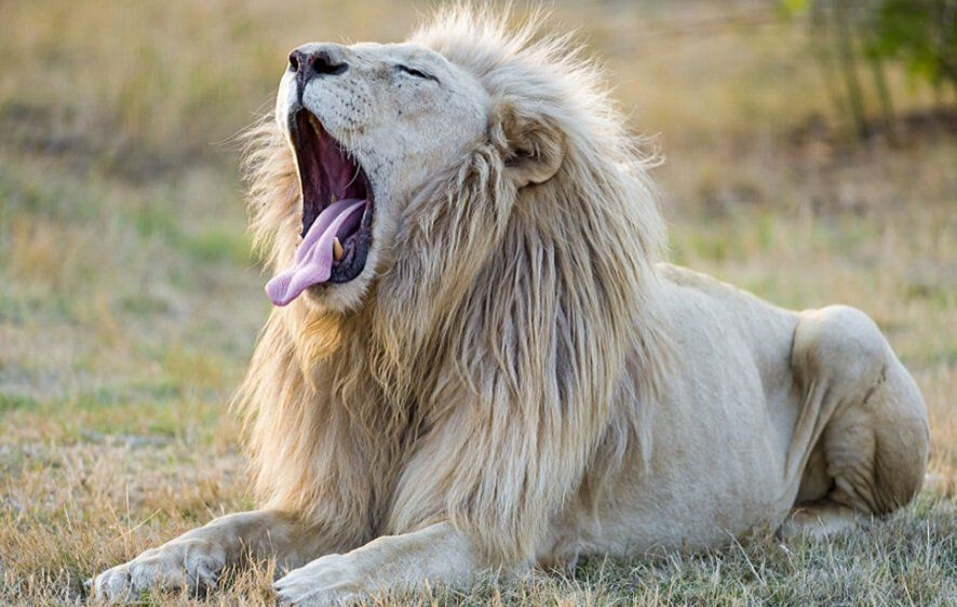 Lion Blanc Africain.