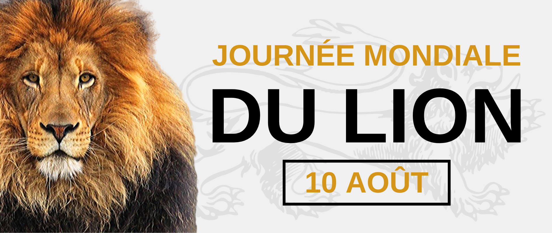 Journée mondiale du lion.