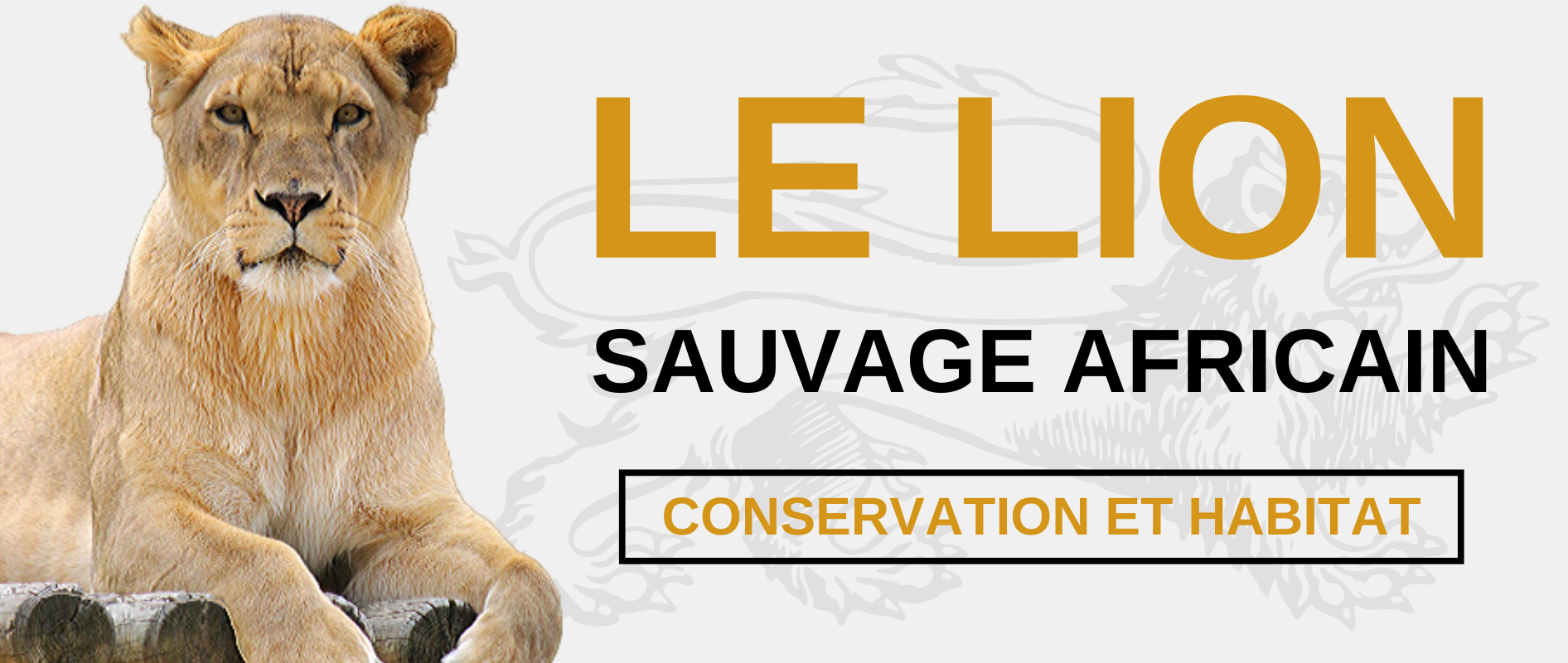 Lion sauvage.