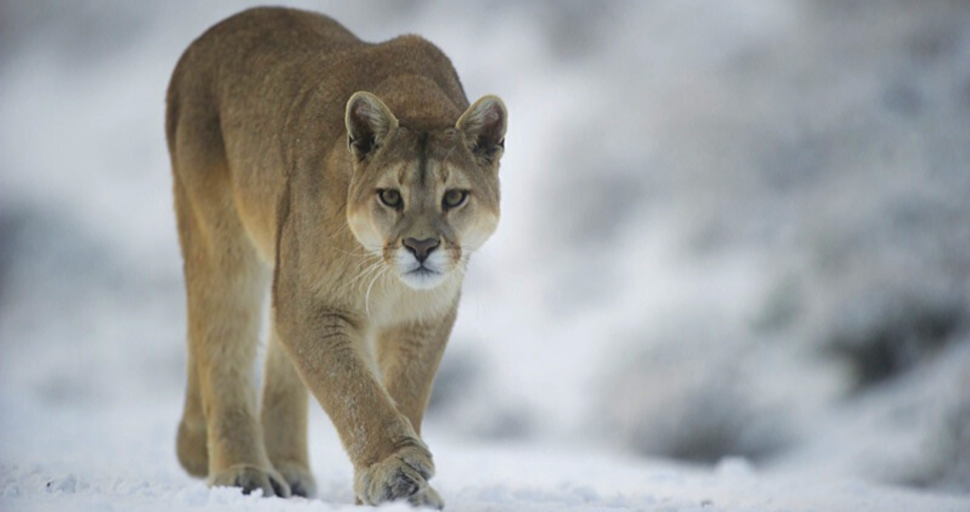 Lion des montagnes.