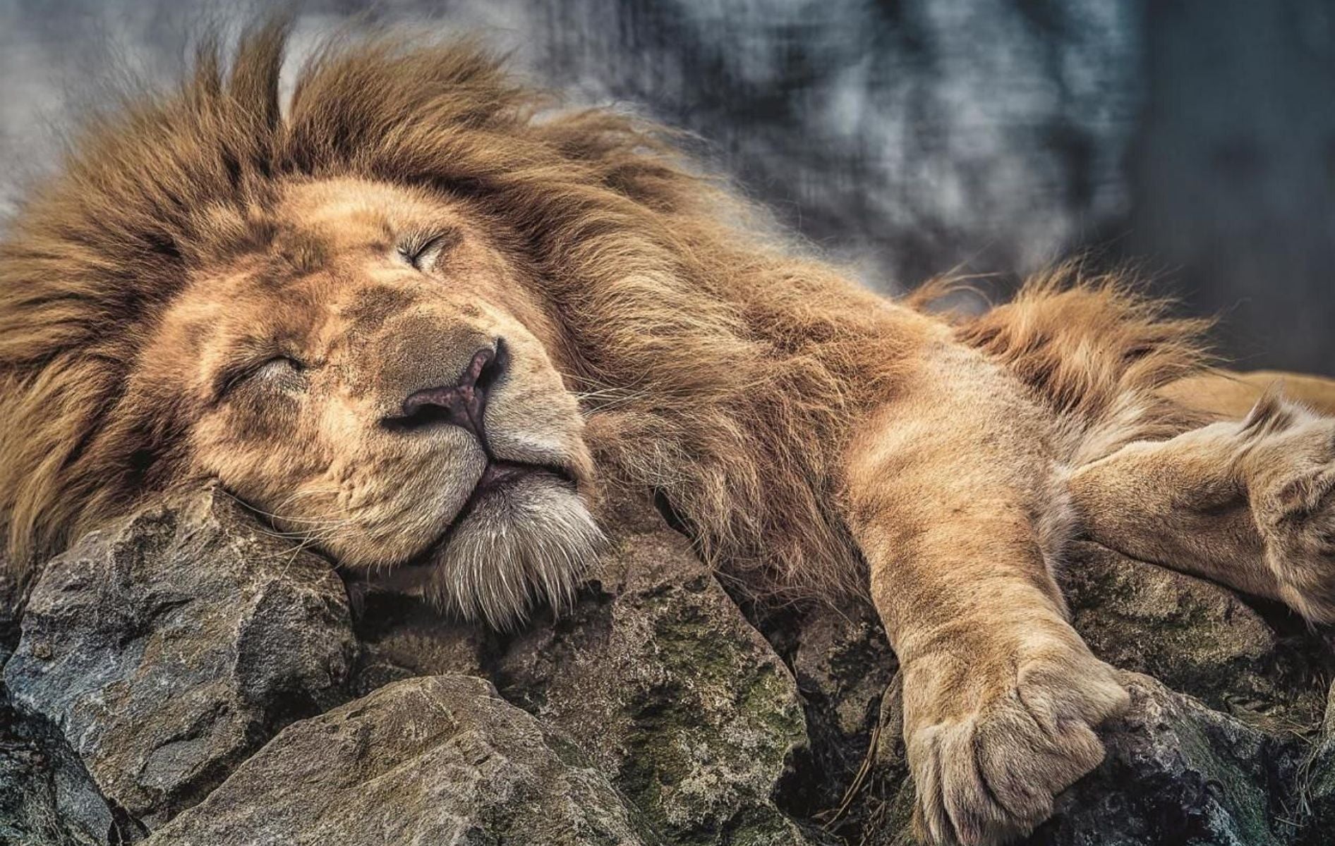 Lion d'Afrique endormit.