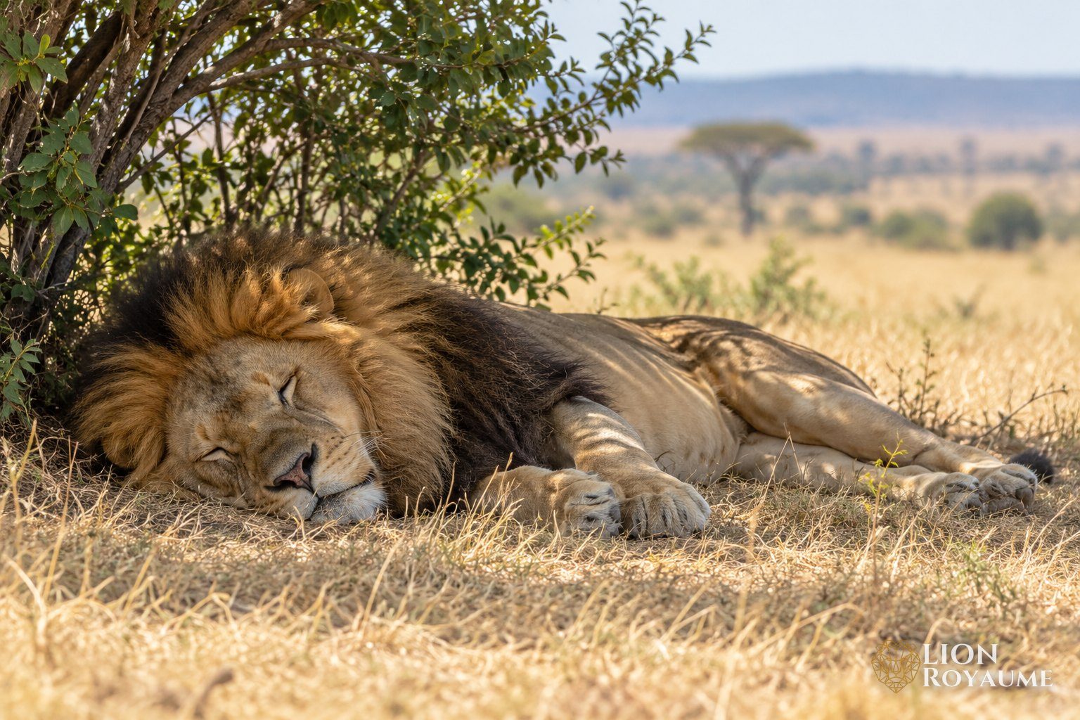 Lion mâle adulte à crinière endormi sur le flanc dans l'herbe sèche, à l'ombre d'un buisson