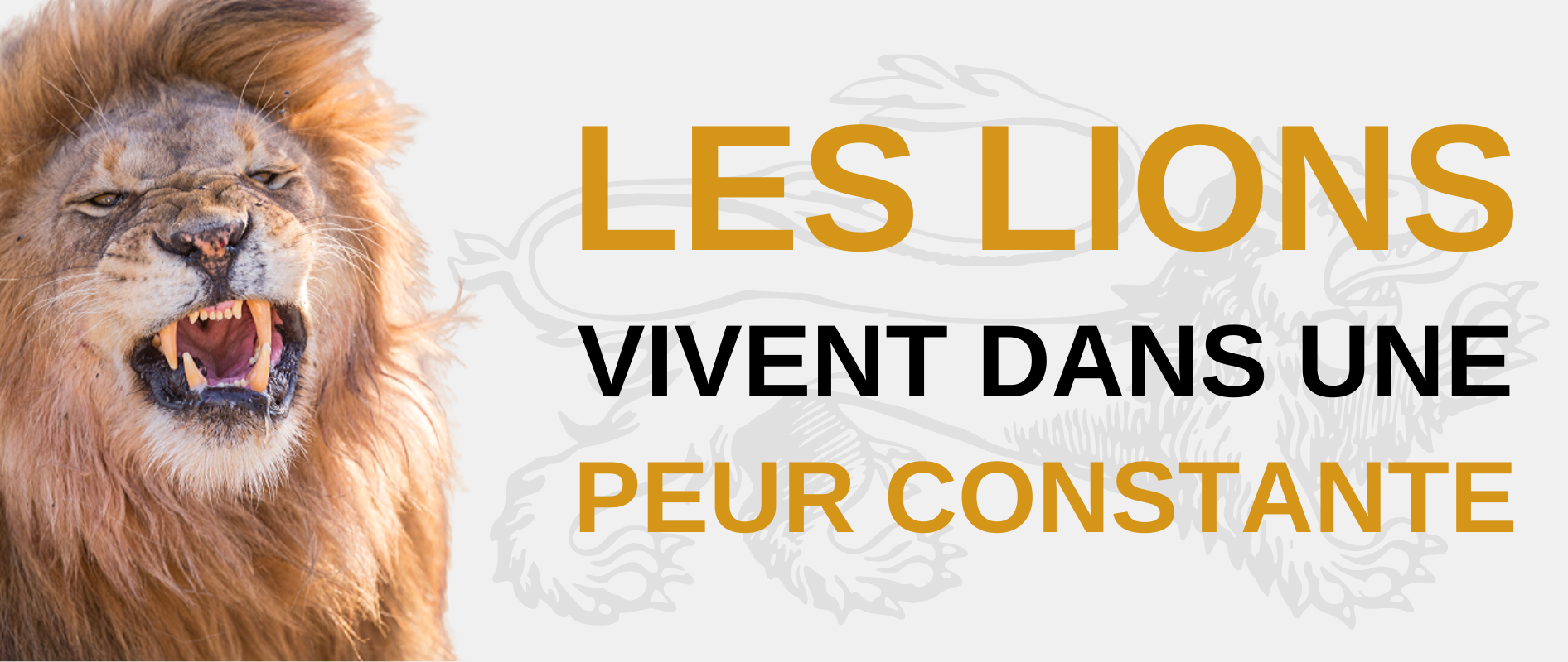Les lions vivent dans la peur.