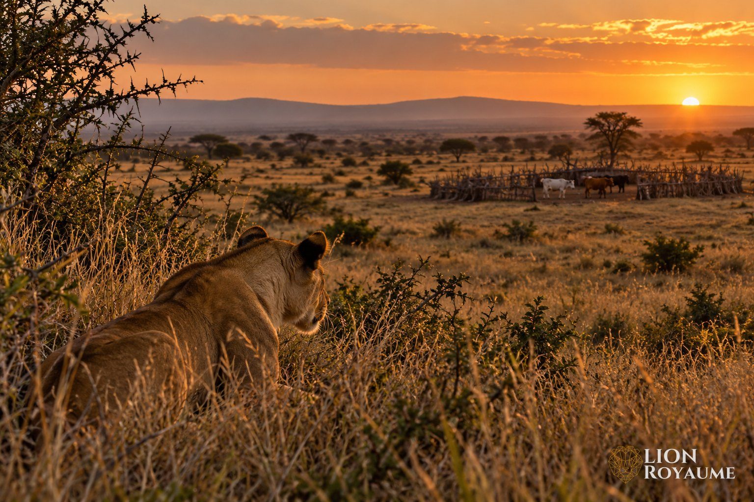 Lionne accroupie dans les hautes herbes, regardant au loin un enclos à bétail au crépuscule