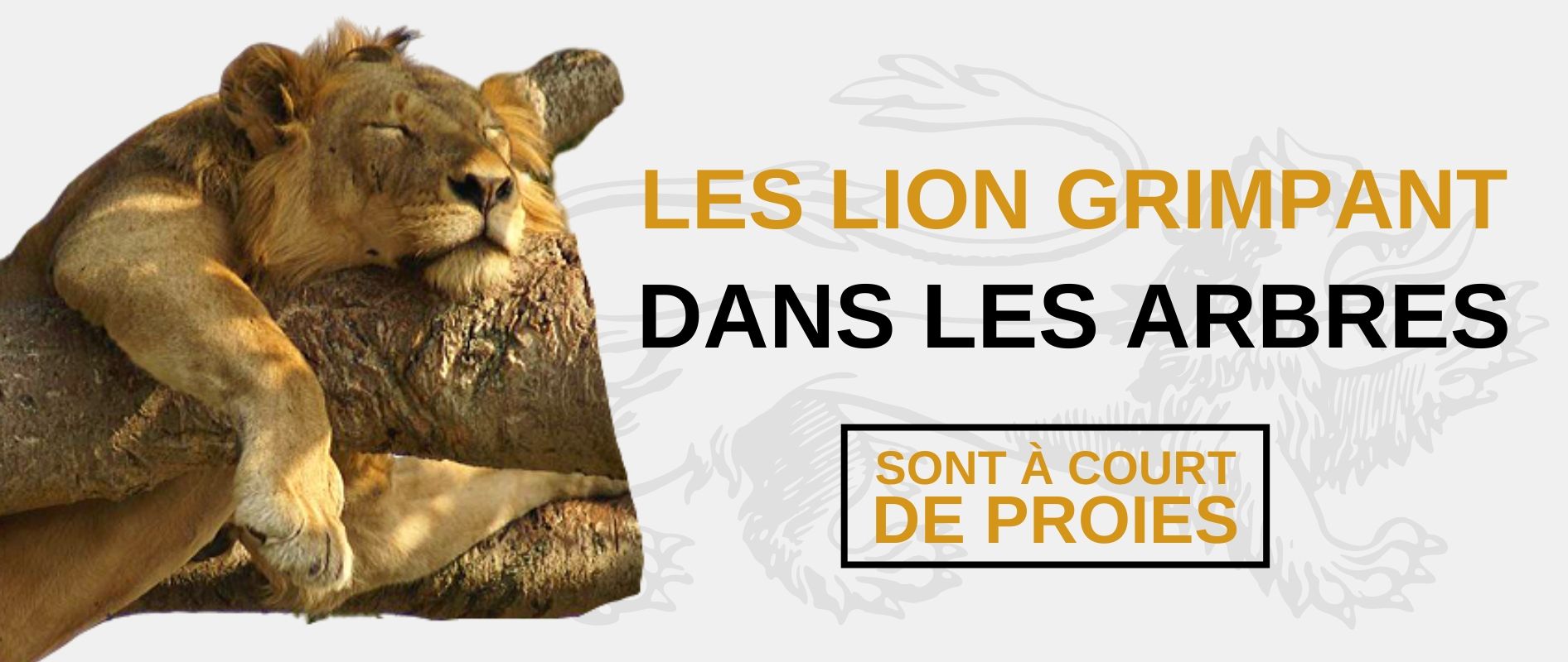 Les lions dans les arbres.