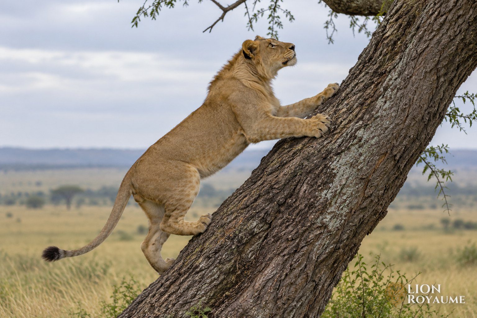 Jeune lion grimpant le long du tronc incliné d'un acacia, les griffes plantées dans l'écorce