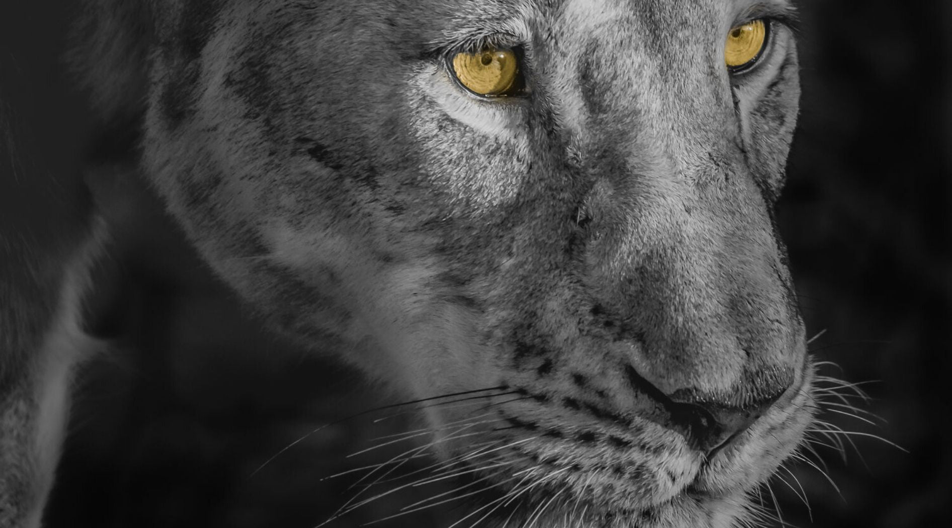 Portrait d'une lionne en noir et blanc.