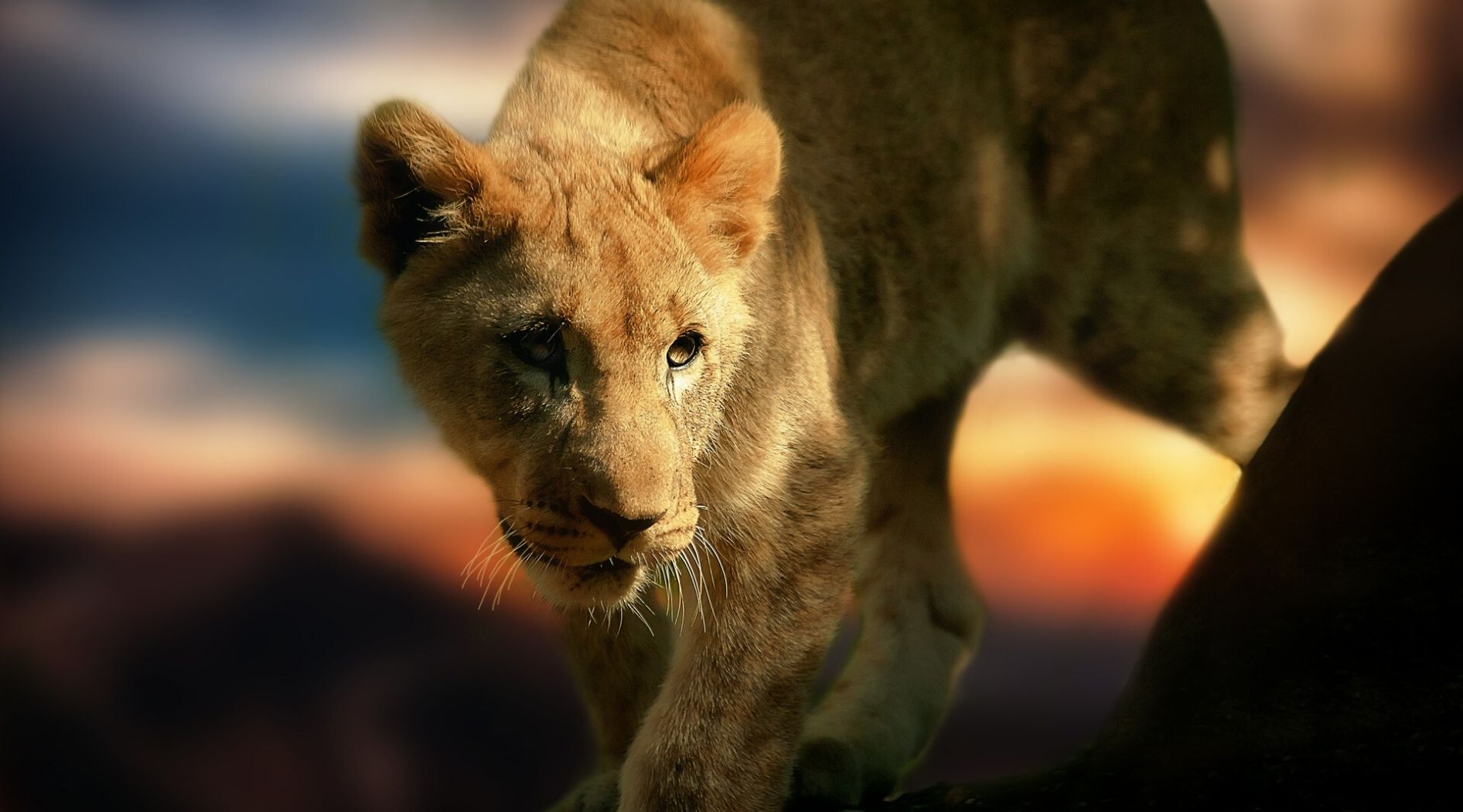 Lionceau âgé d'un an.