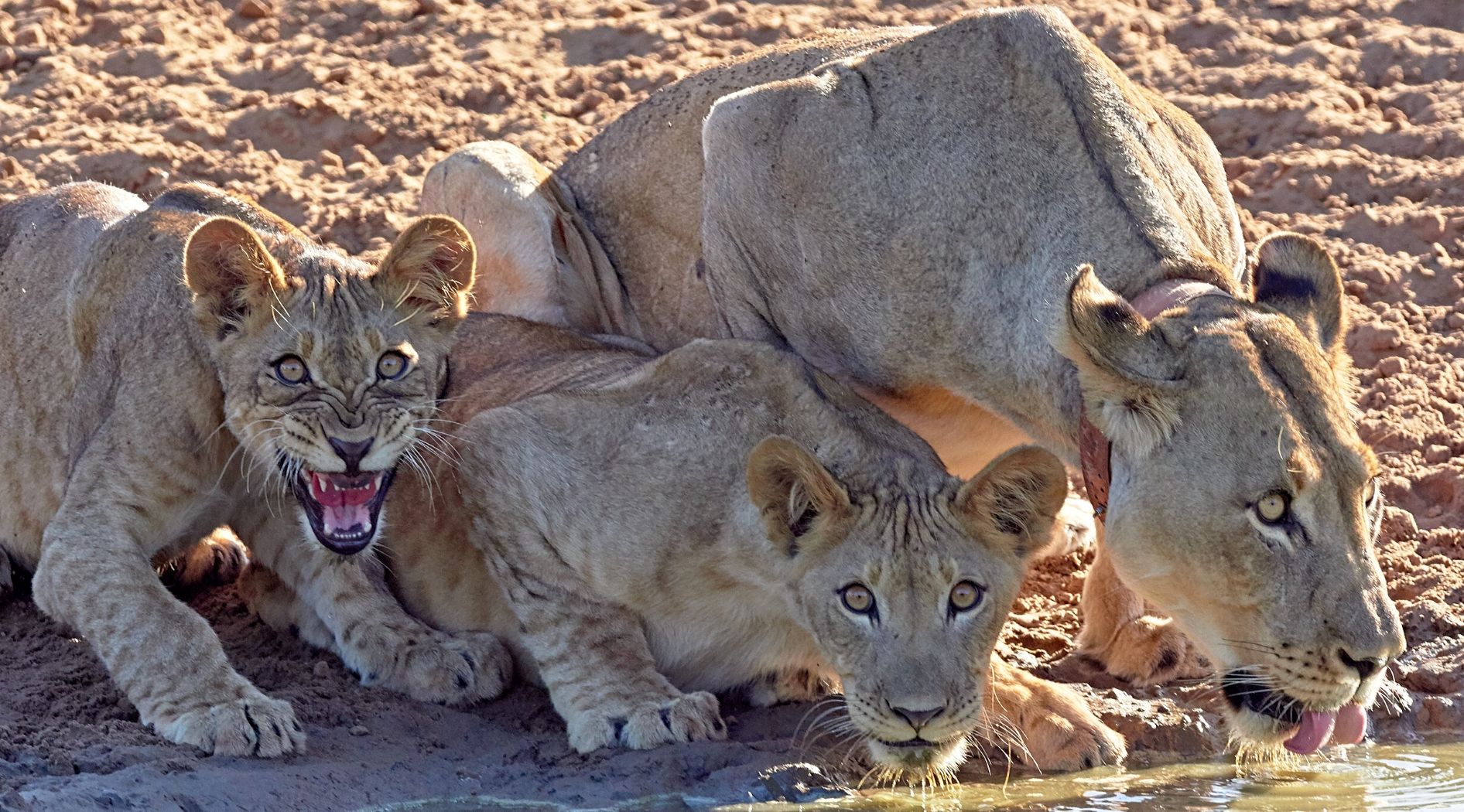 Une lionne et ses deux petits.