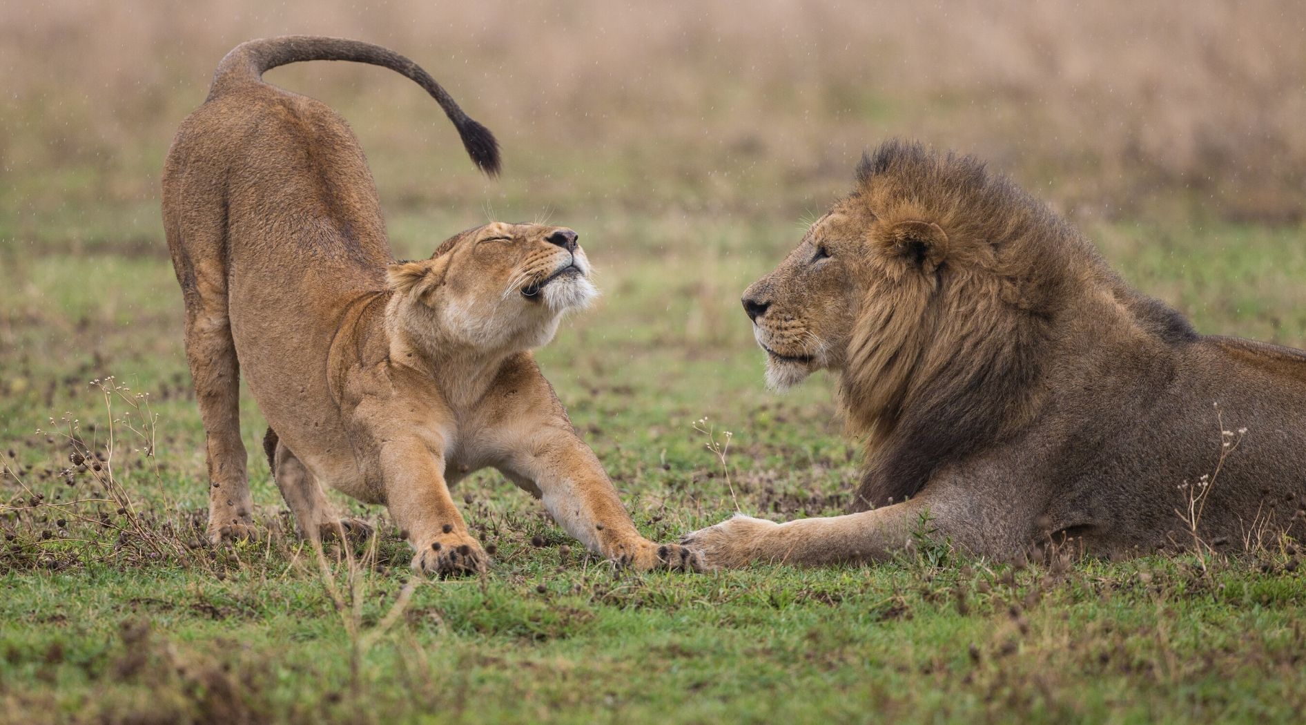 Lionne et lion Africains.