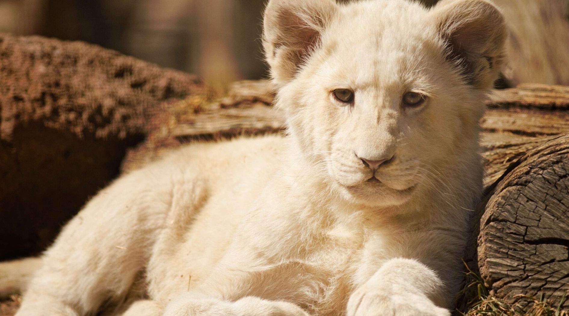 Lionceau blanc.