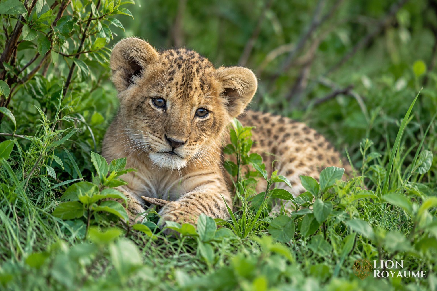Très jeune lionceau au pelage tacheté, couché dans la végétation dense