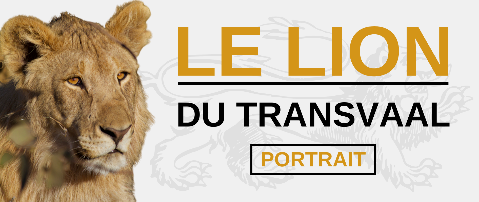 Lion du Transvaal.