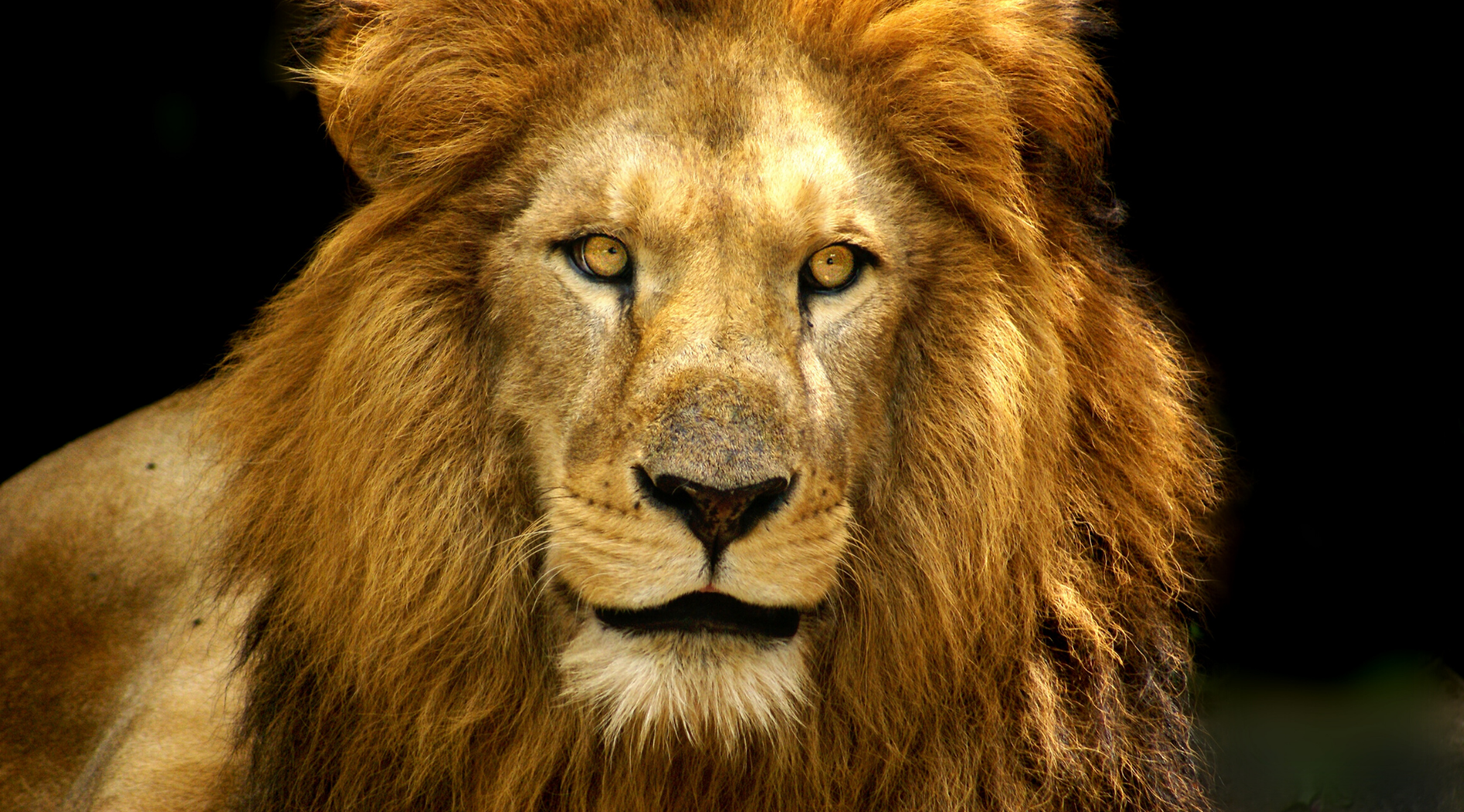 Portrait d'un lion.