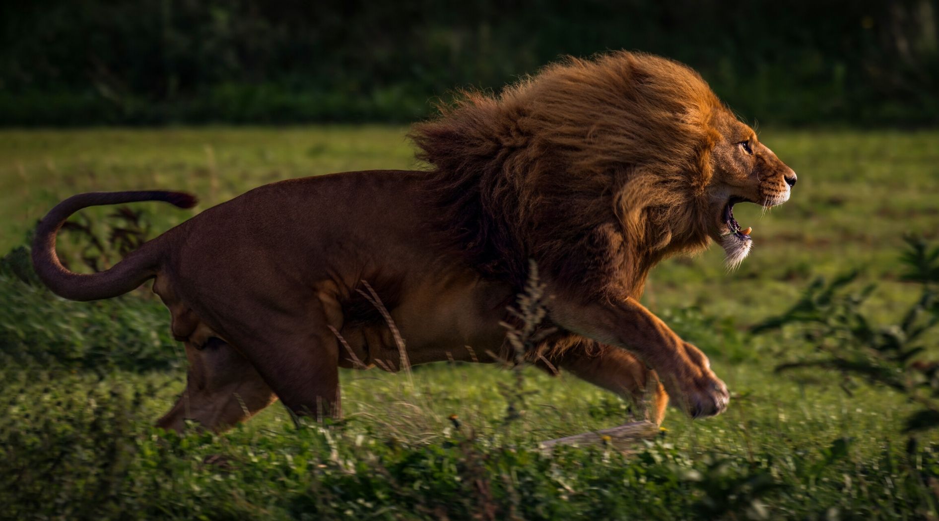Vitesse Lion en image.