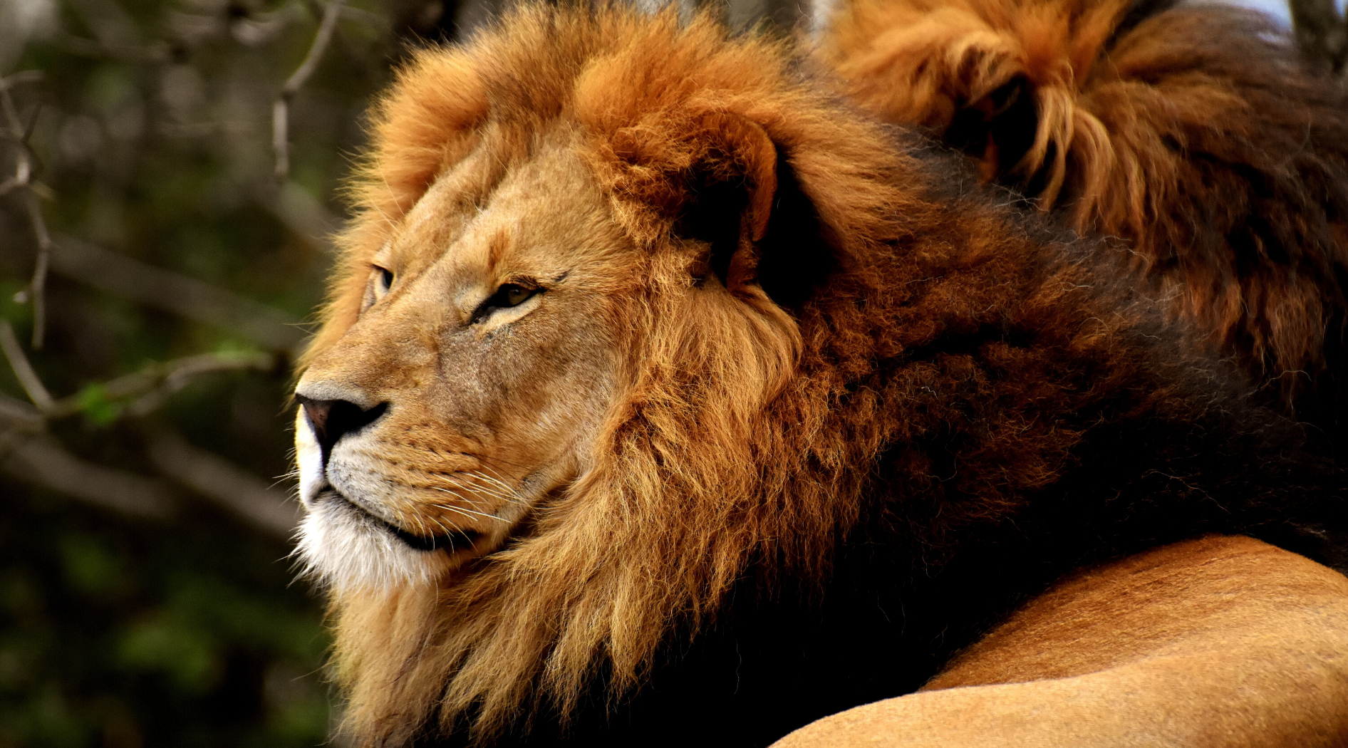 Lion crinière noire.