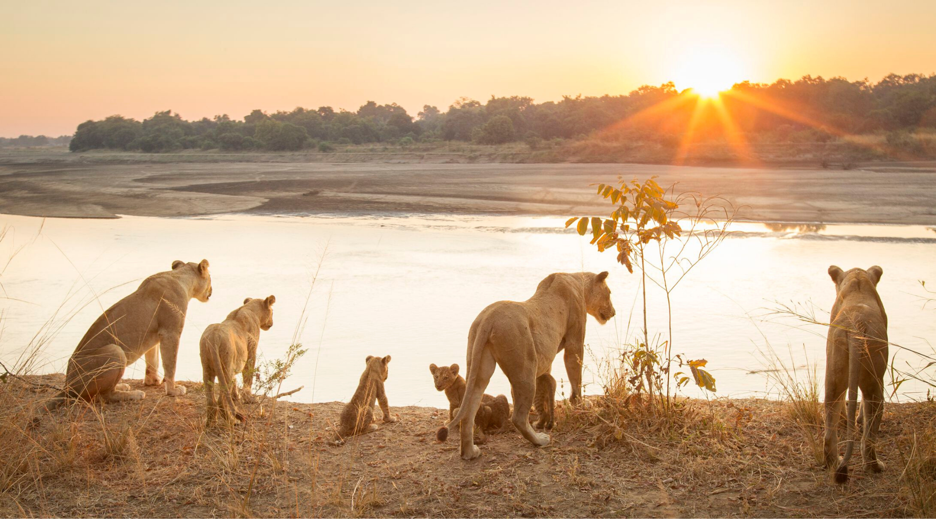 Groupe de lions.