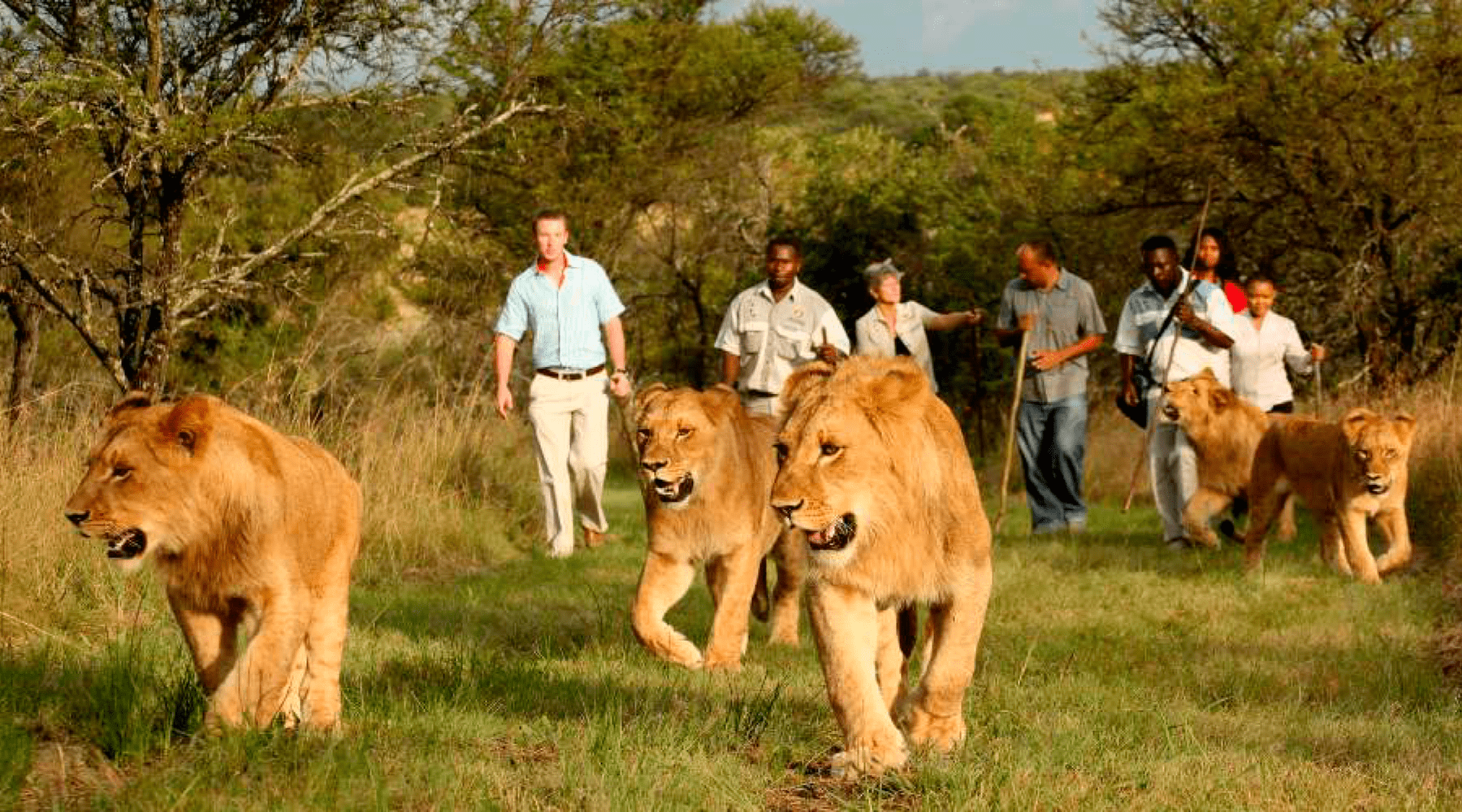 Lions et humains.