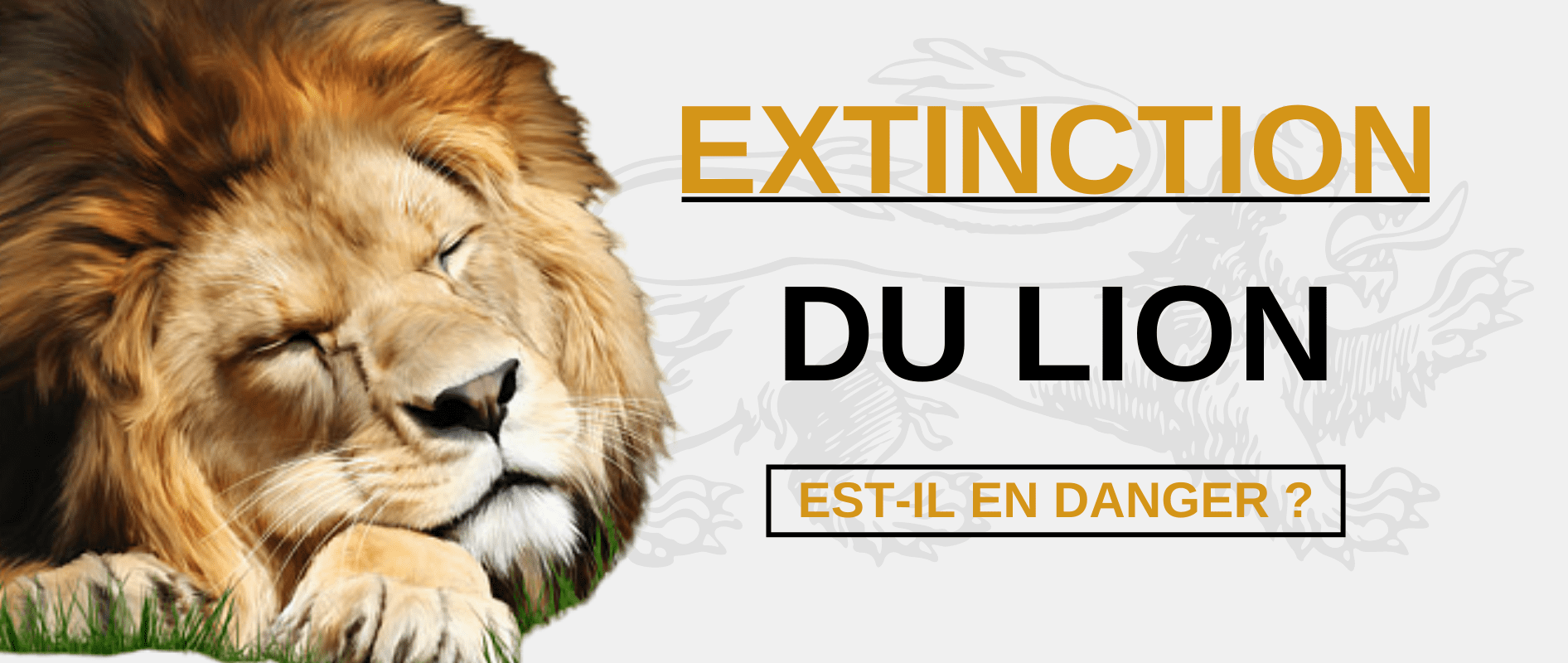 Extinction lion en danger