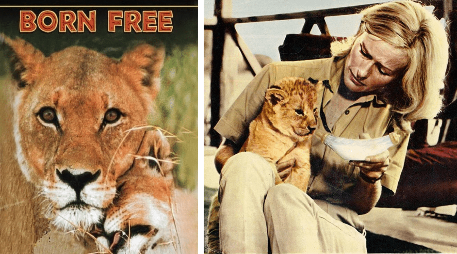 Vivre libre lion.