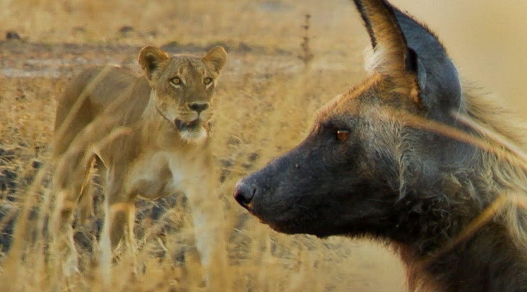 Chien lion.