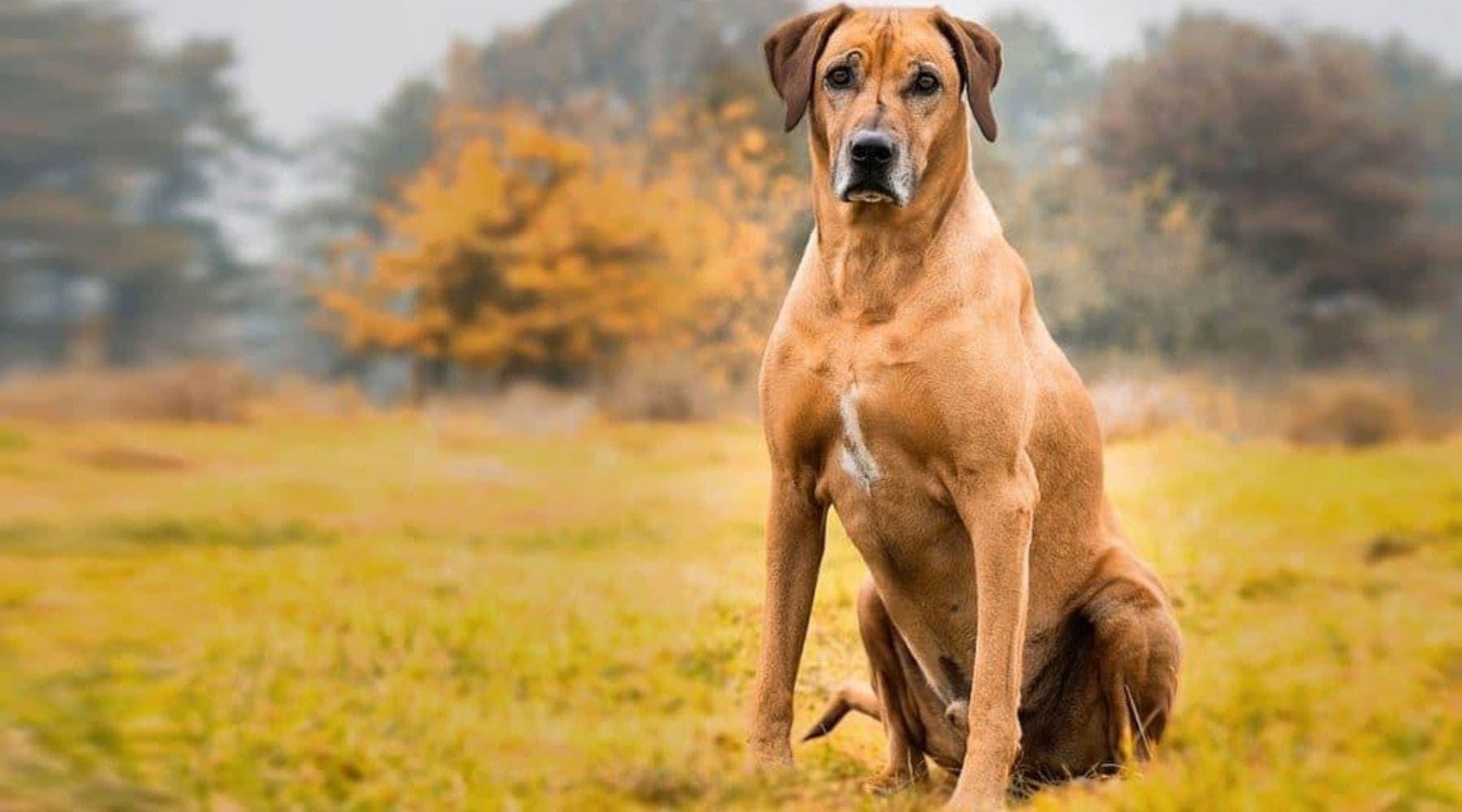 Le Rhodesian Ridgeback