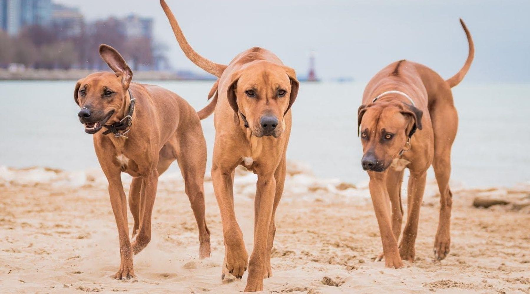 Le Rhodesian Ridgeback