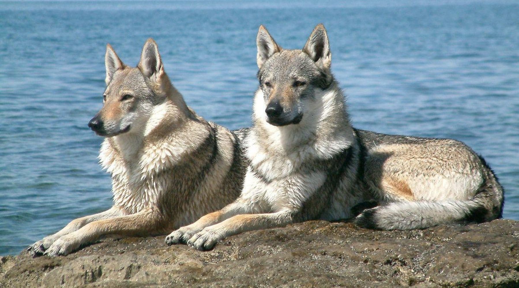Chien-Loup