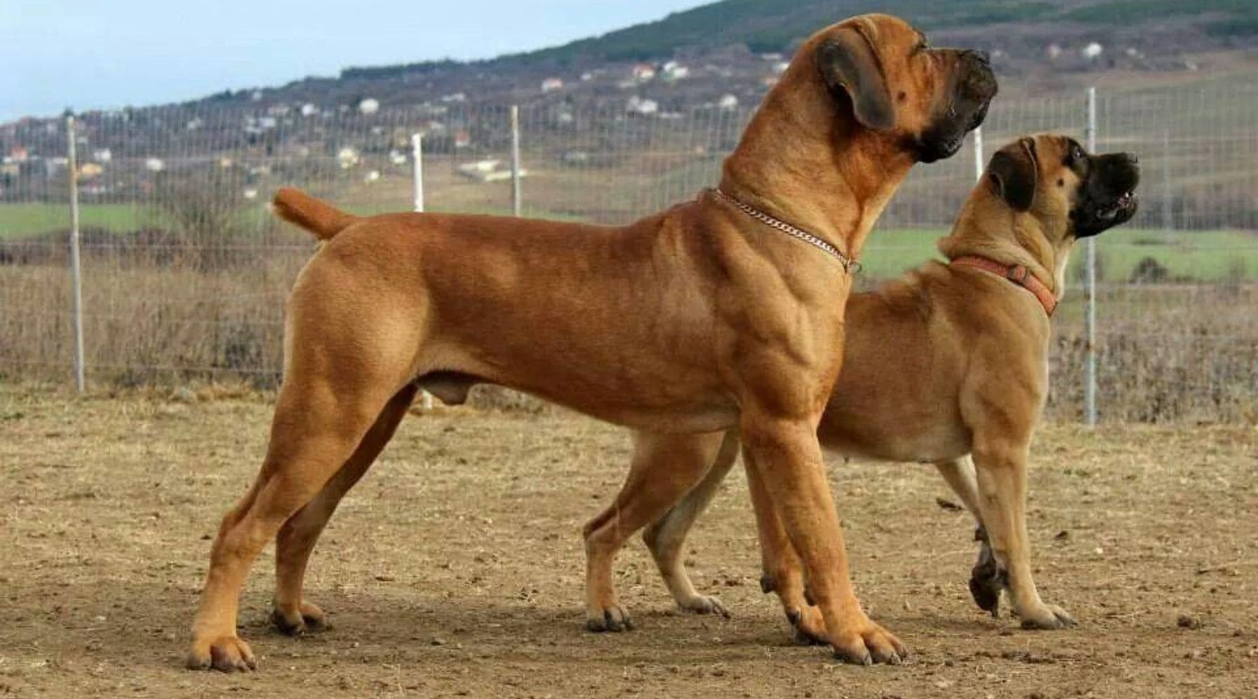Boerboel