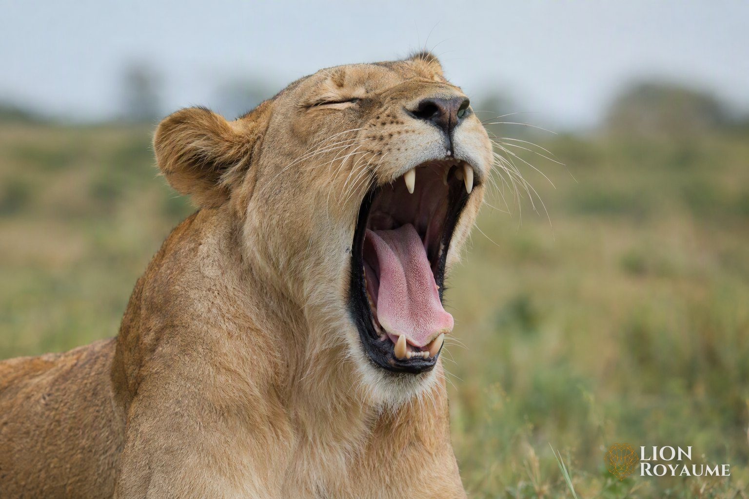 Gros plan d'une lionne qui bâille, langue et dents bien visibles