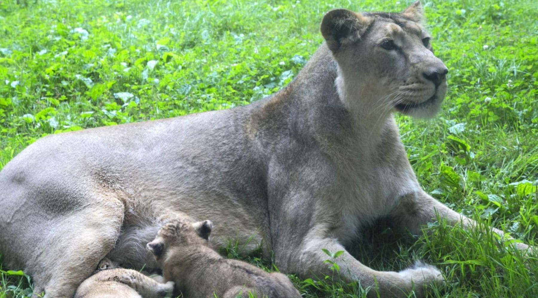 lionne grise