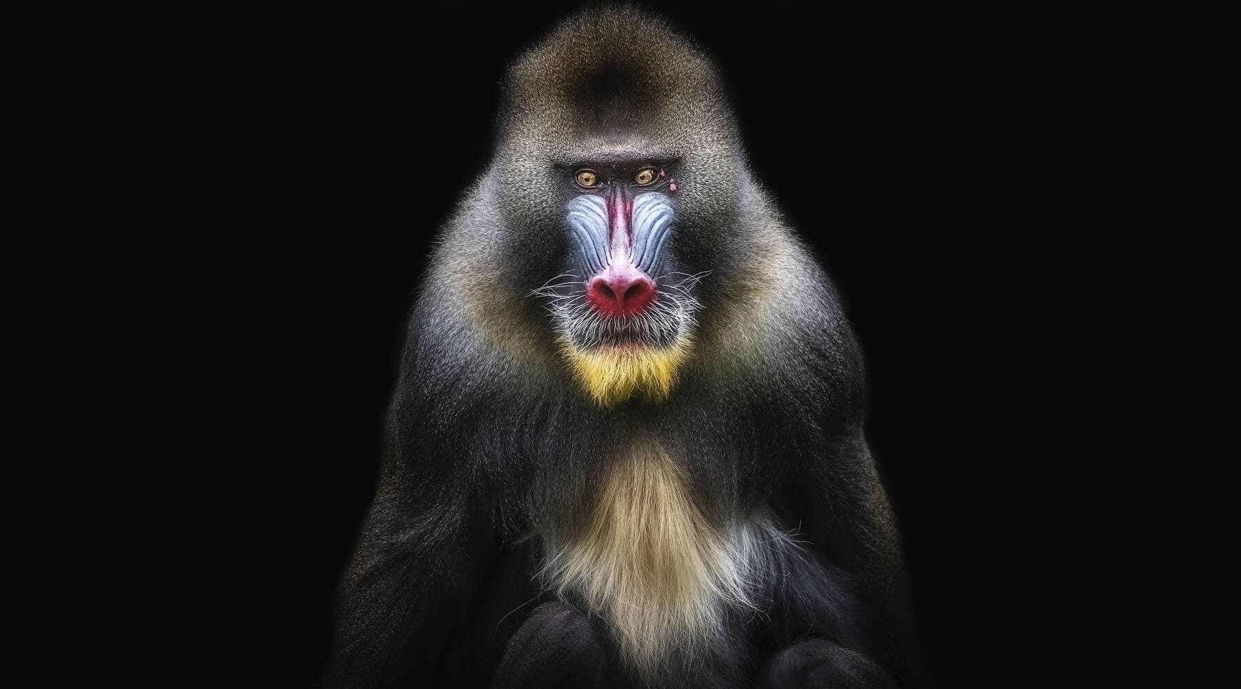 mandrill singe