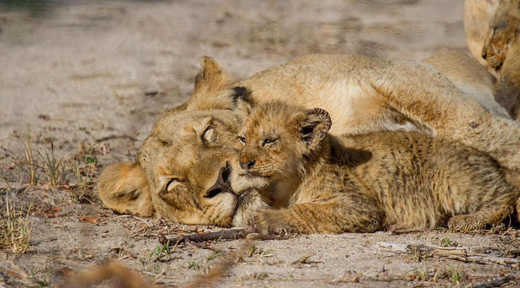 lionne et lionceau