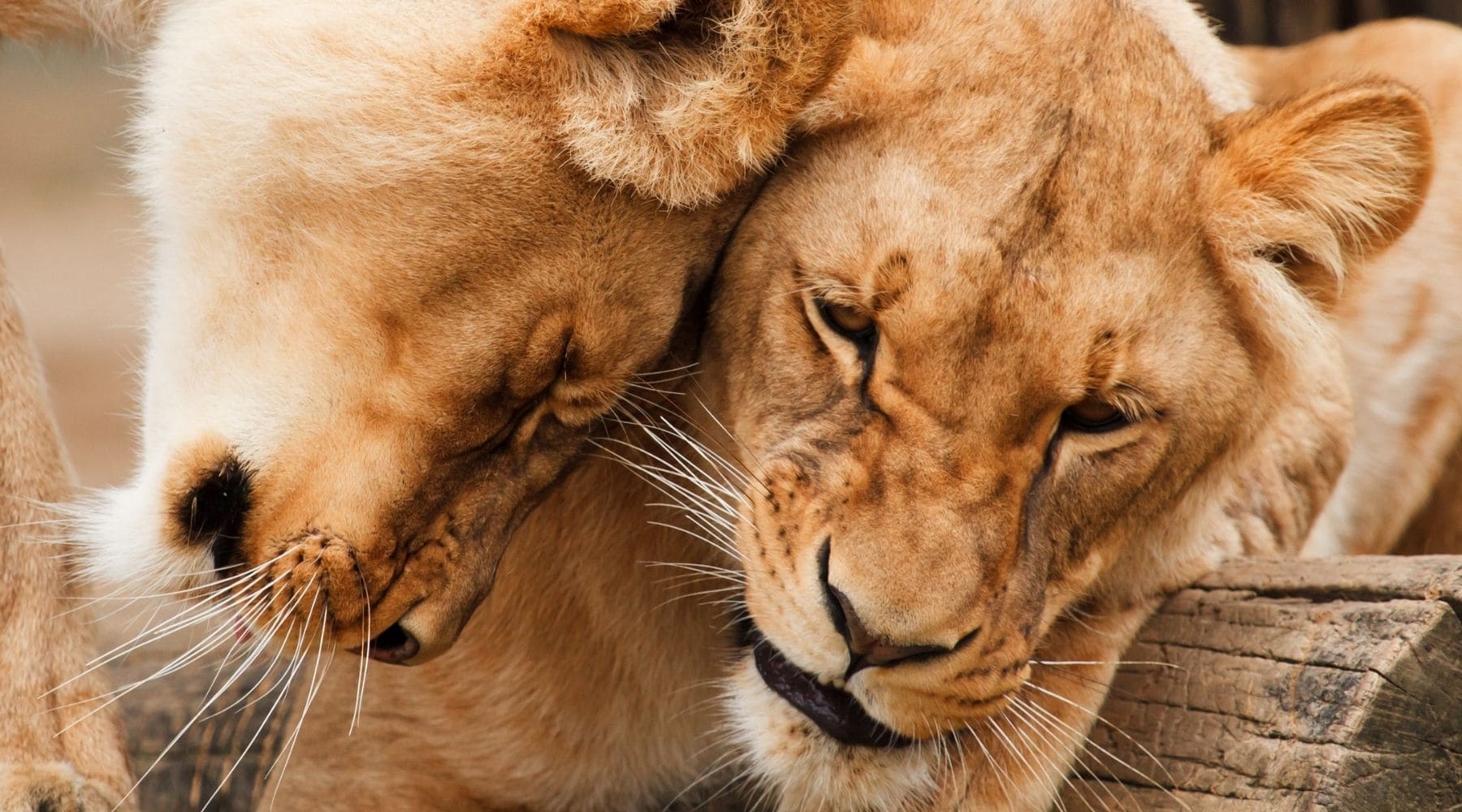 communication lion