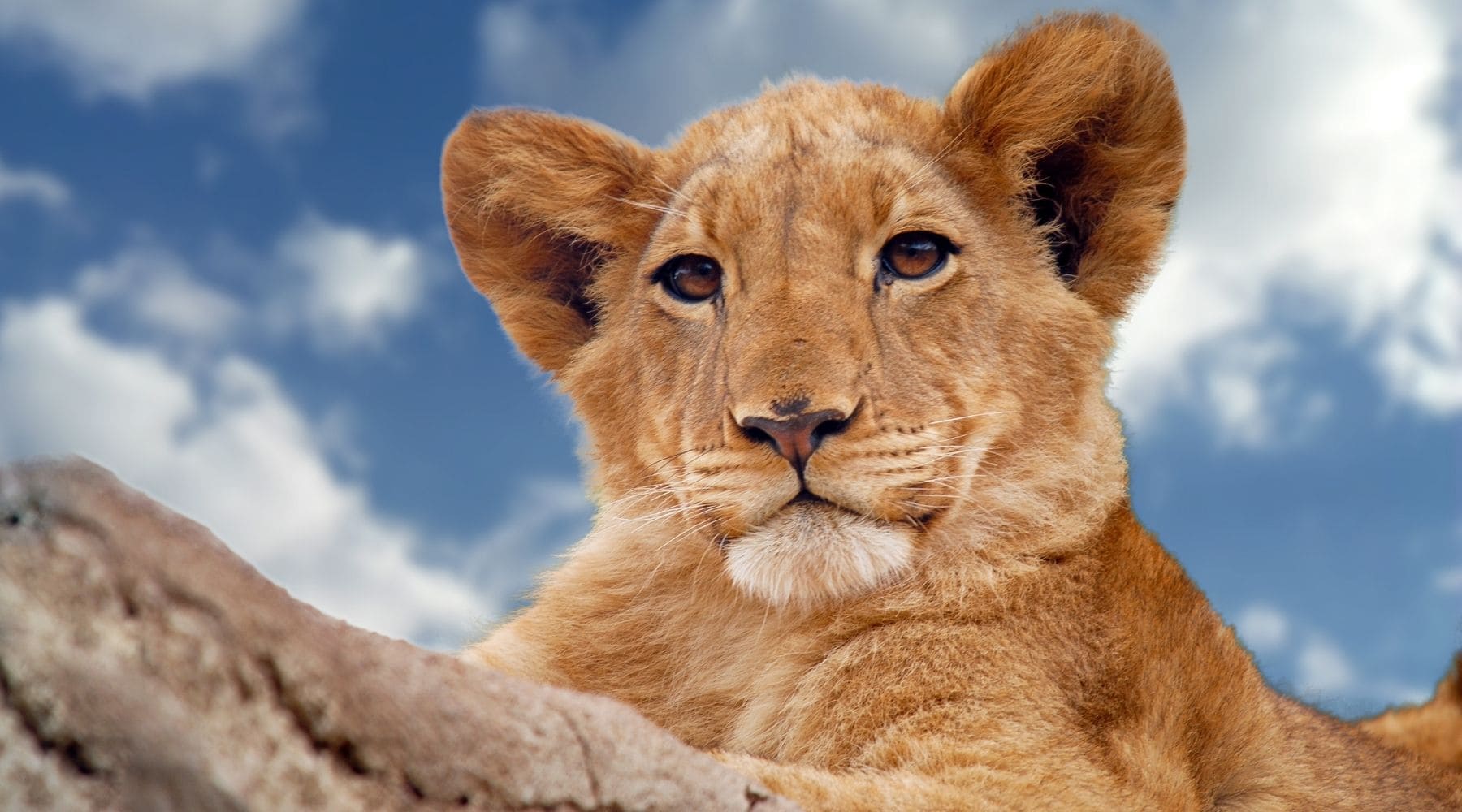 petit lion