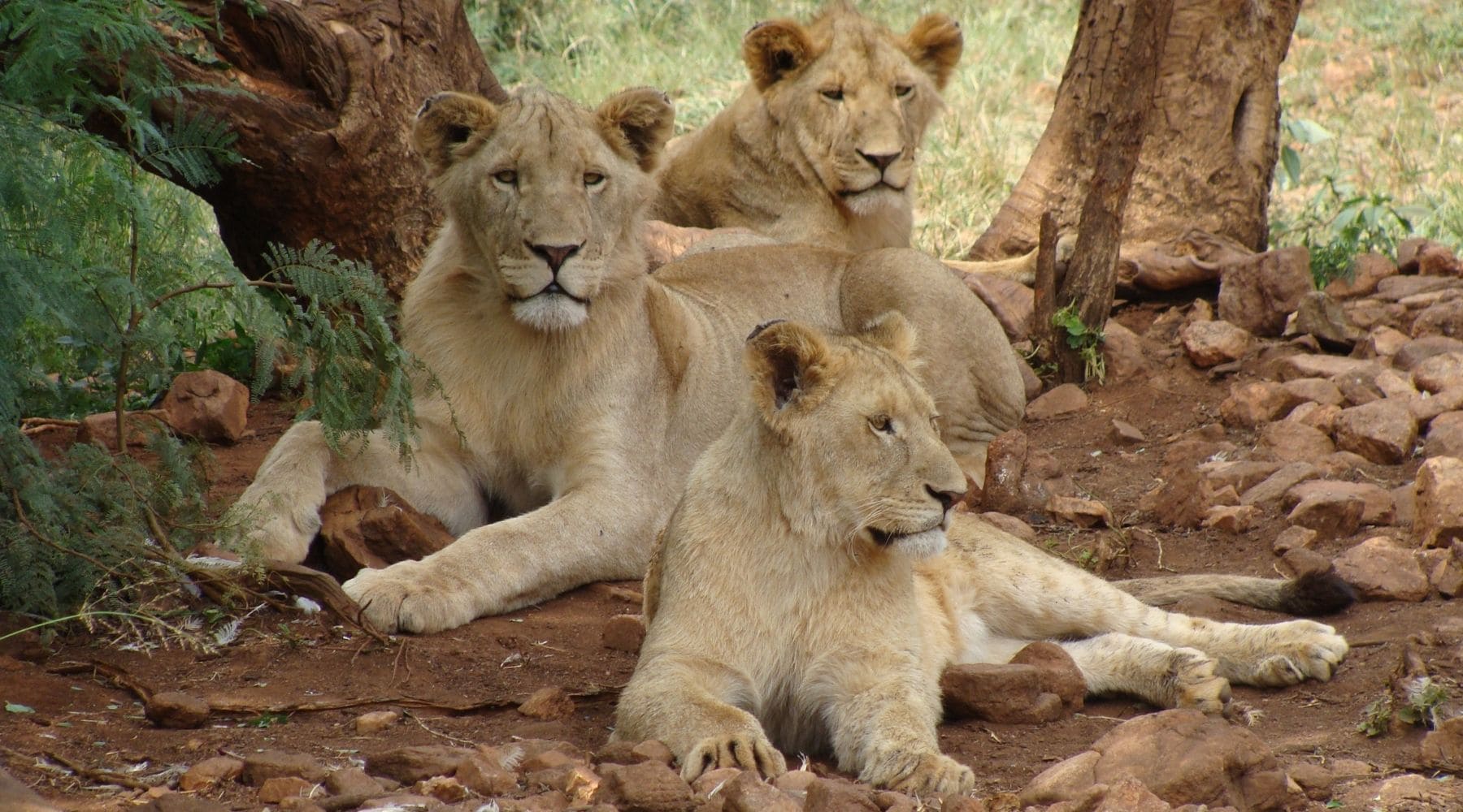 meute de lions