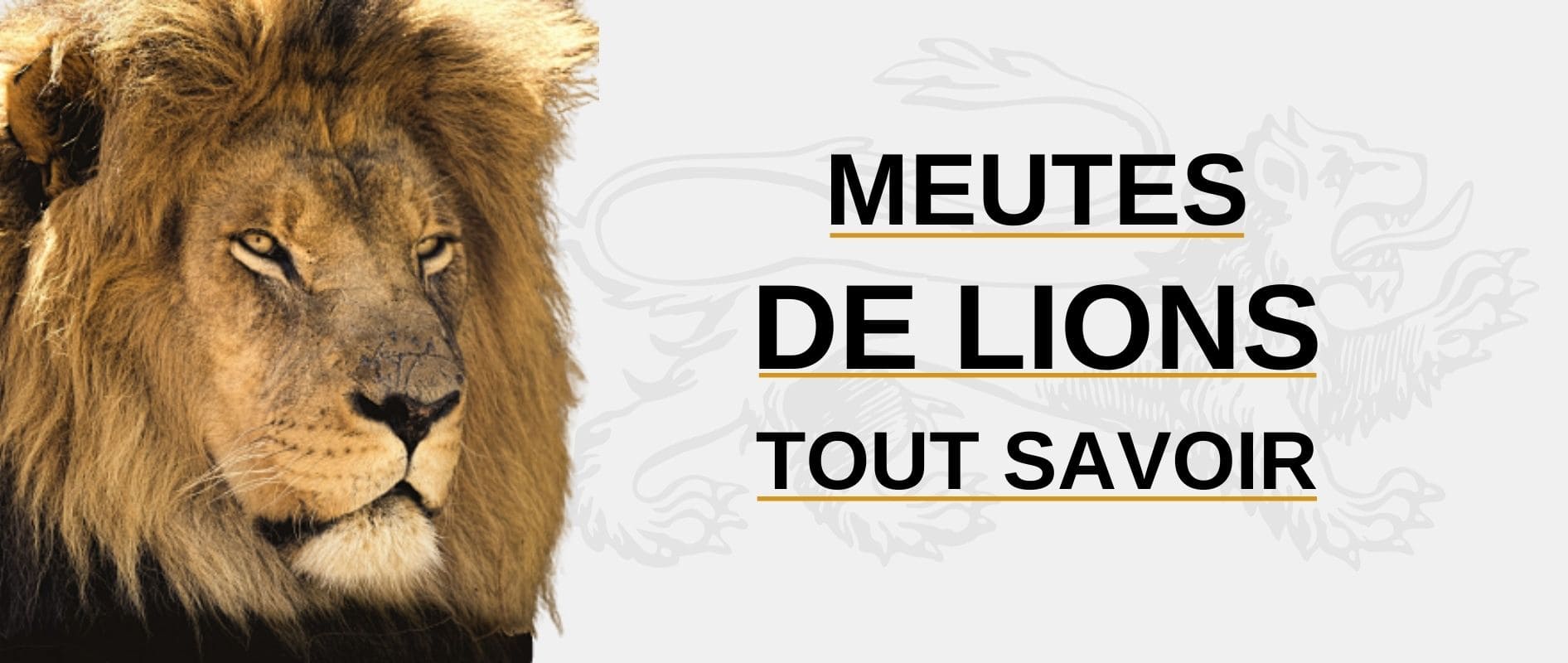 meute de lion