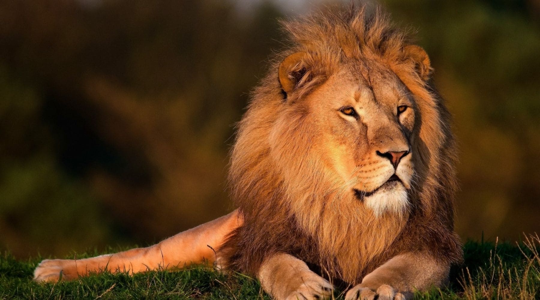 duree de vie lion