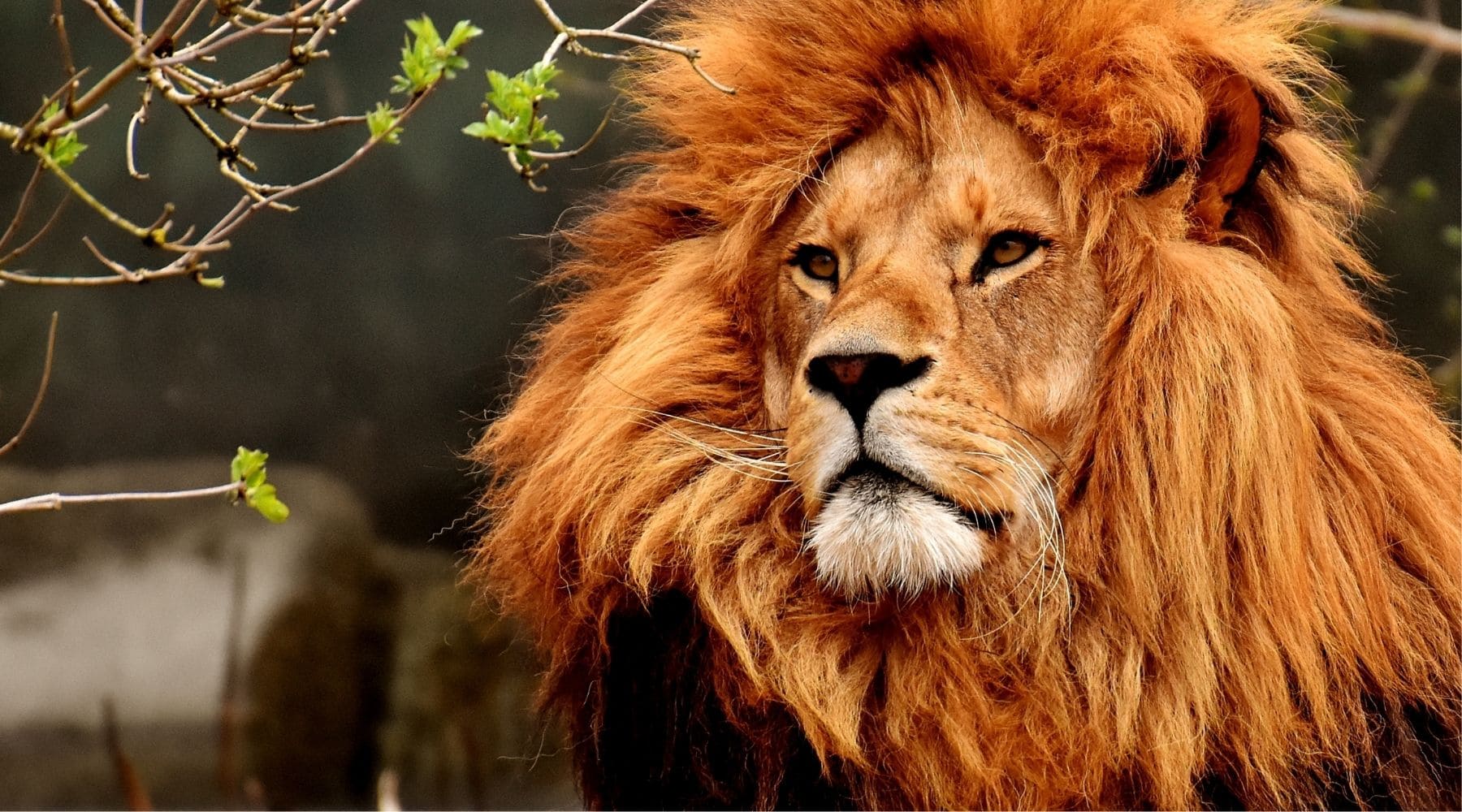temps de vie lion