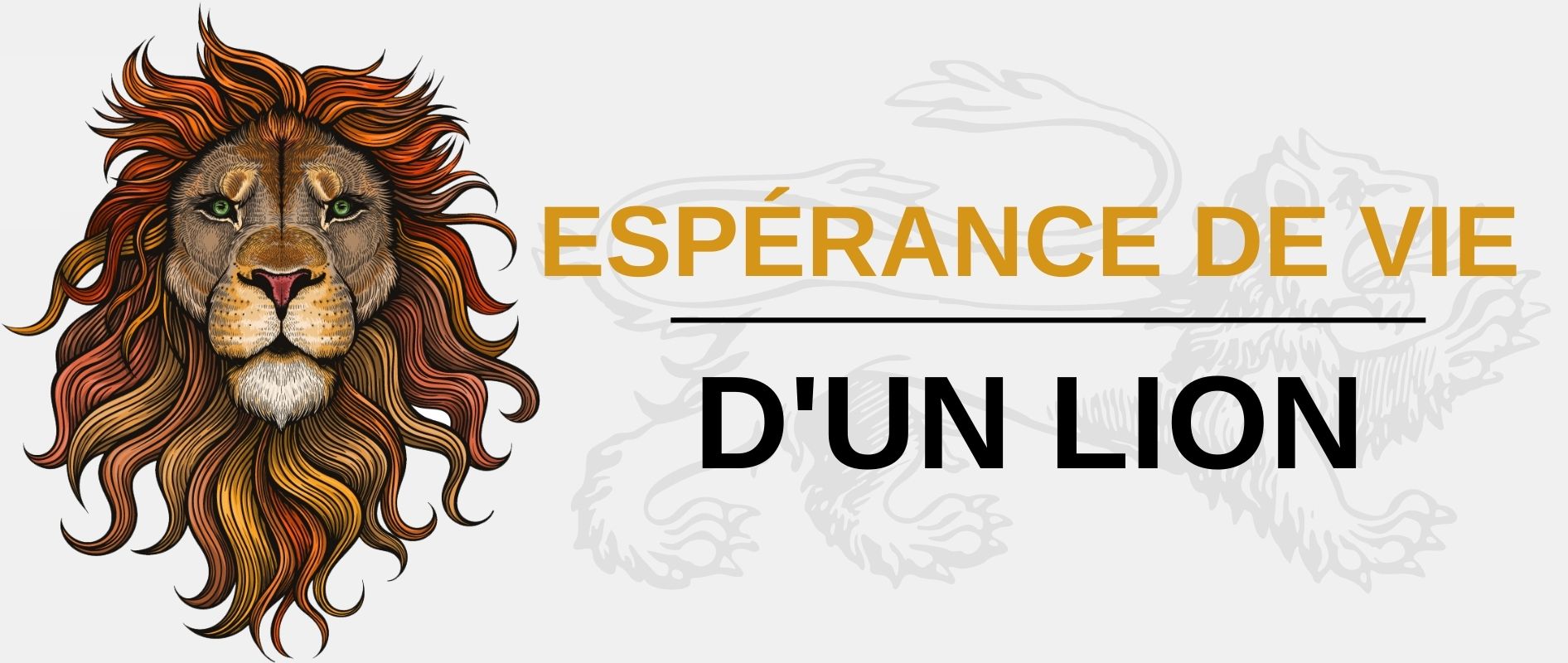 lion duree vie