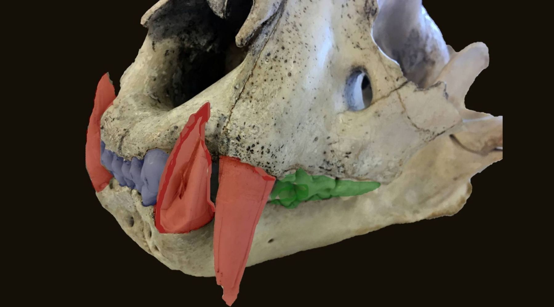 dentition lion