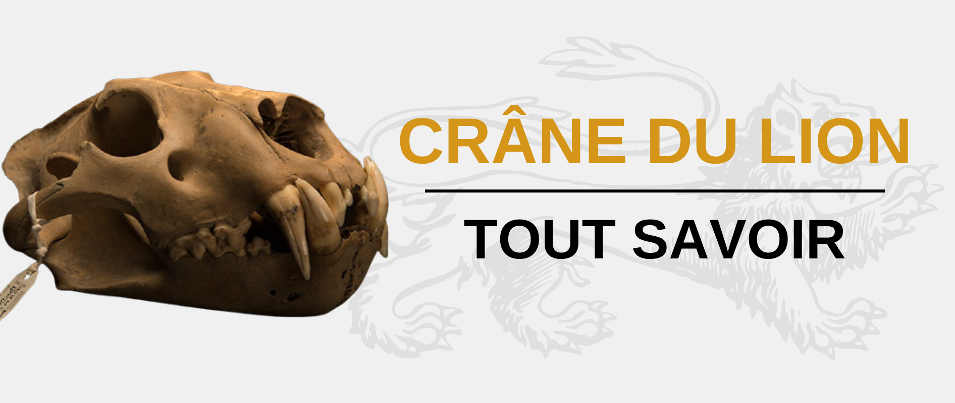 crane de lion