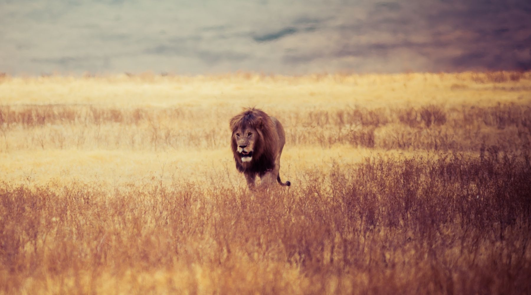 lion savane