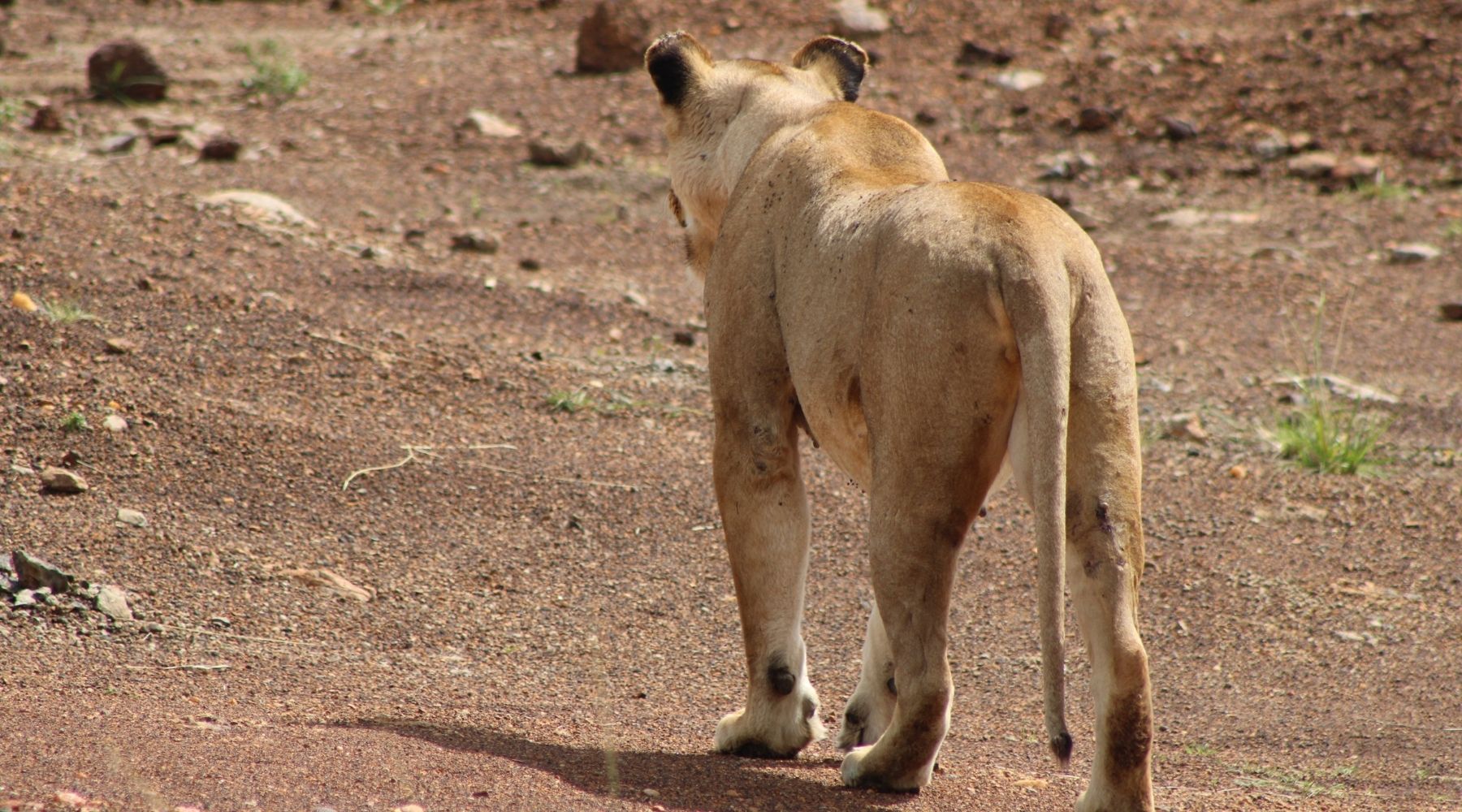lionne savane
