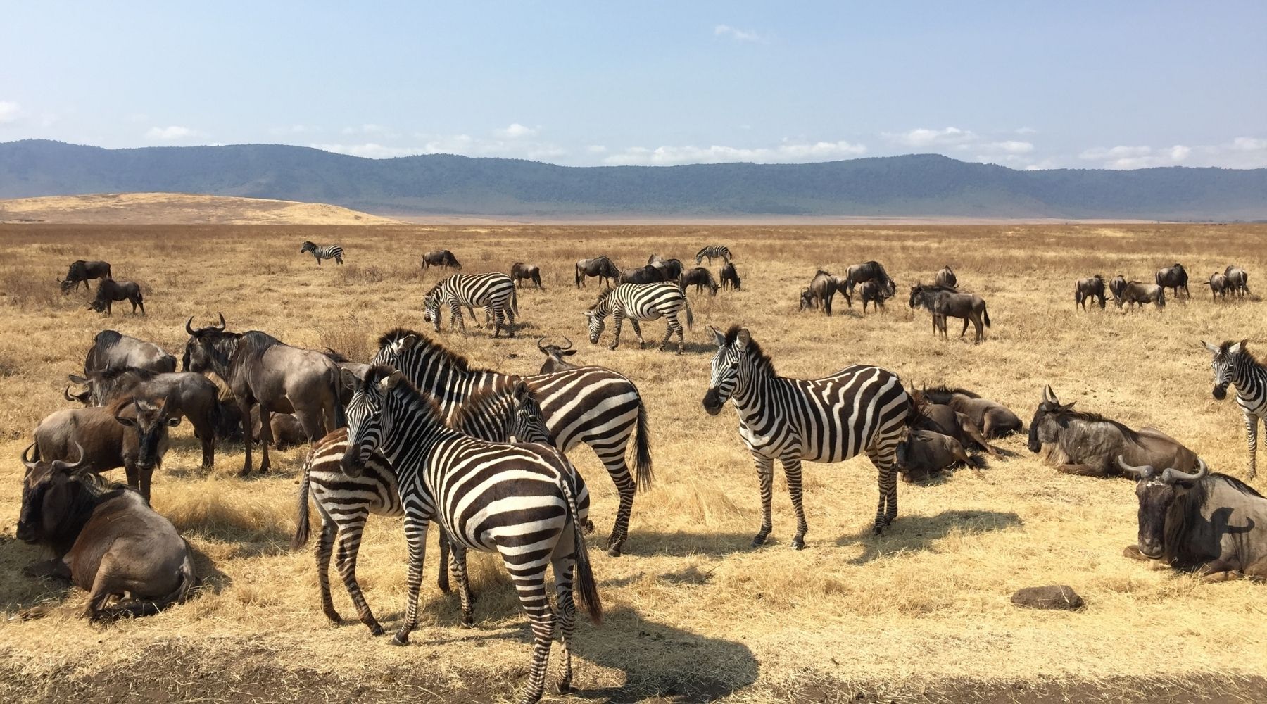 animaux de la savane