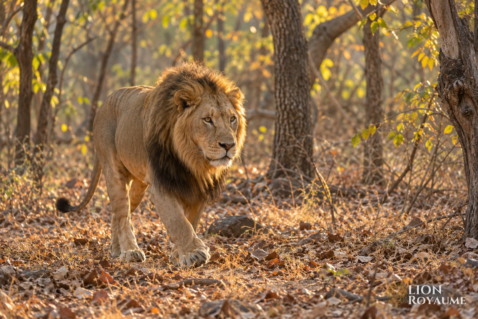 Lion d'Asie marchant dans une forêt sèche du Gujarat en Inde, lumière dorée