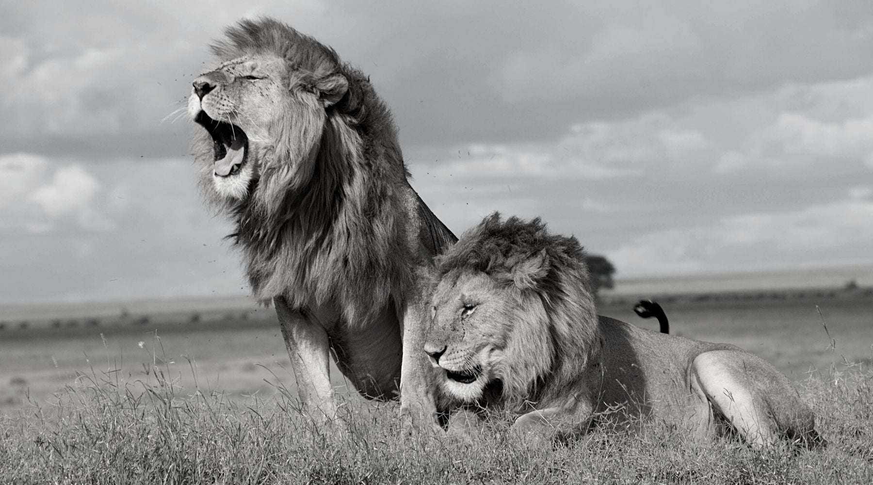 lion noir et blanc
