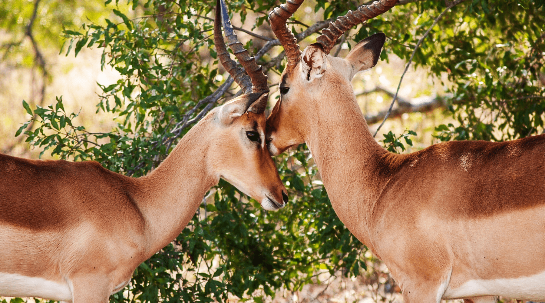 impalas