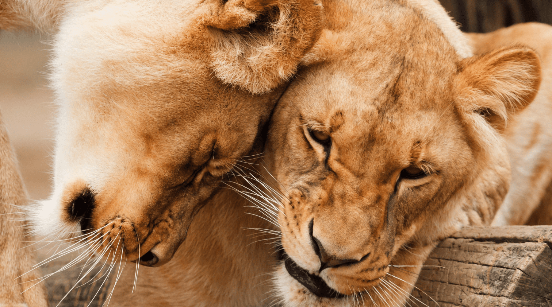 lions sauvages
